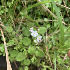 Trigonotis formosana elevatovenosa