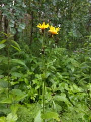 Crepis lyrata