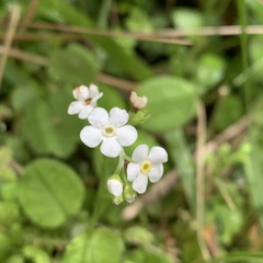 Trigonotis formosana elevatovenosa