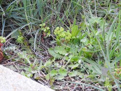 Sonchus oleraceus