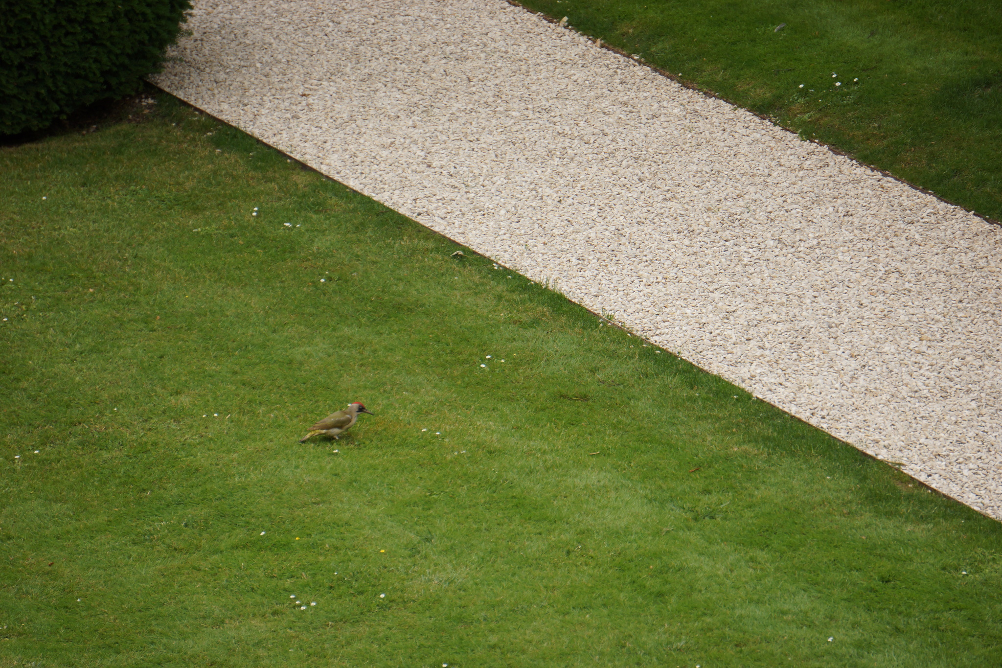 European Green Woodpecker