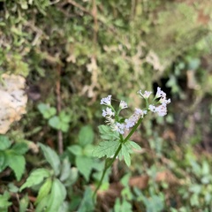 Sanicula petagnioides