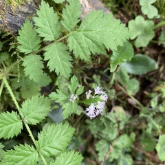 Sanicula petagnioides