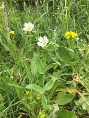 Cerastium davuricum