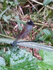 Psolodesmus mandarinus