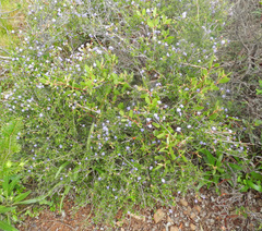 Ceanothus foliosus foliosus