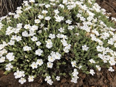Phlox hoodii