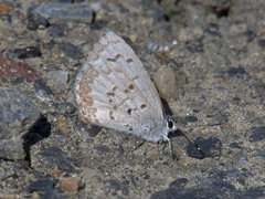 Celastrina lucia