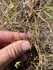 Zeltnera davyi