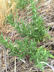 Nitrophila occidentalis