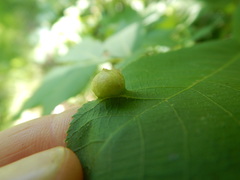 Phylloxera caryaeavellana