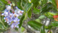 Ceanothus foliosus foliosus