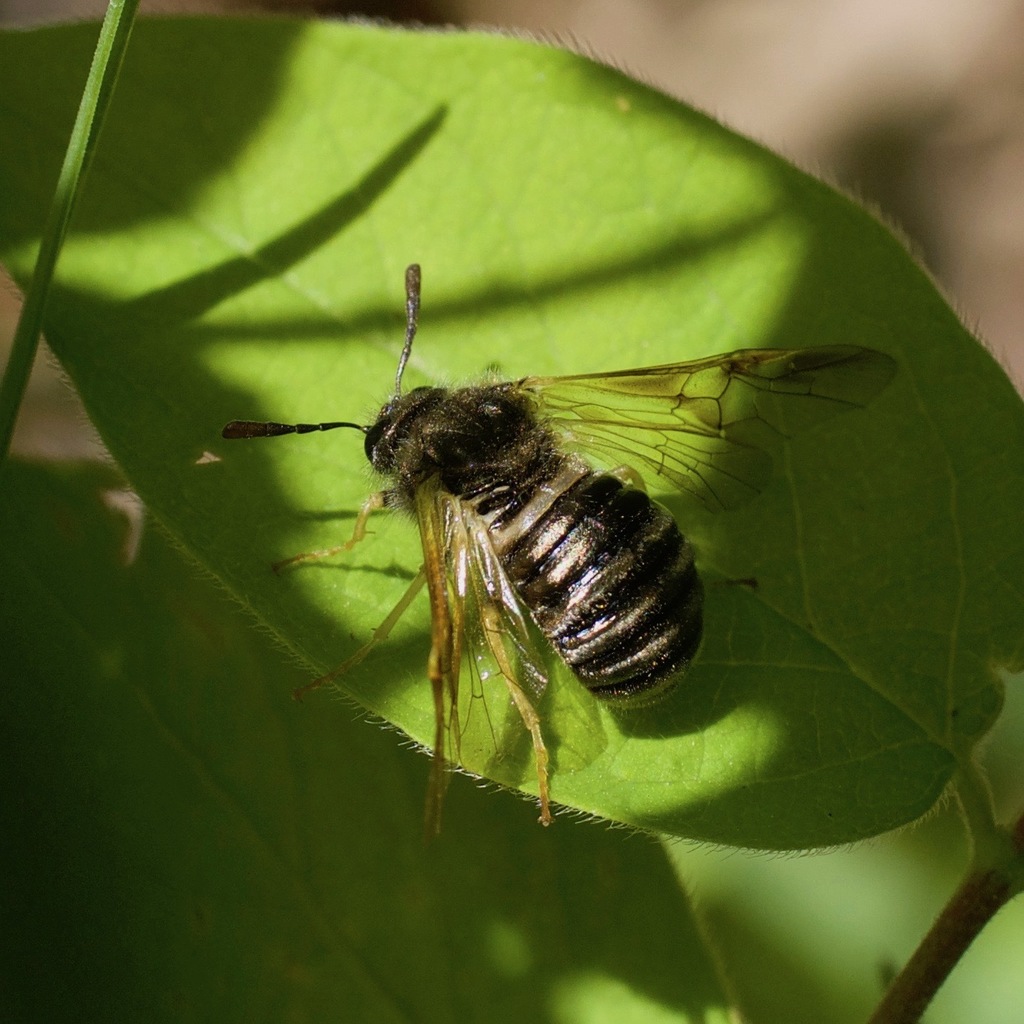 North American Honeysuckle Sawfly