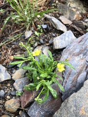 Ranunculus junipericola
