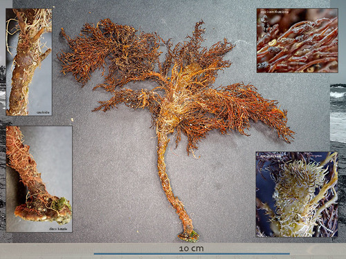 Representative image of Gongolaria sauvageauana