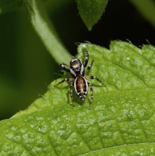 Common white-cheeked jumping spider