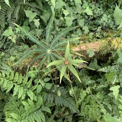 Paris polyphylla stenophylla