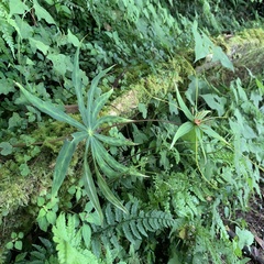 Paris polyphylla stenophylla