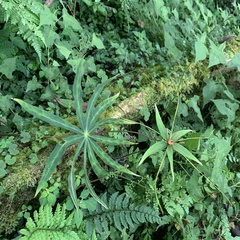 Paris polyphylla stenophylla