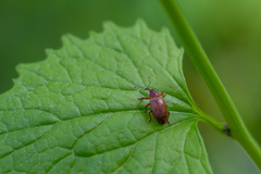 Dorytomus tortrix