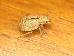 Strophosoma melanogrammum