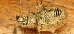 Strophosoma melanogrammum