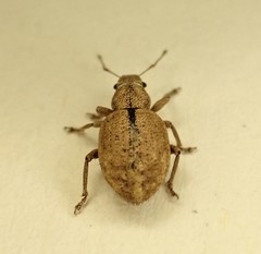 Strophosoma melanogrammum