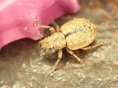Strophosoma melanogrammum