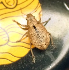 Strophosoma melanogrammum
