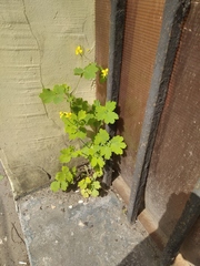 Chelidonium majus