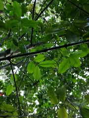 Laurelia sempervirens