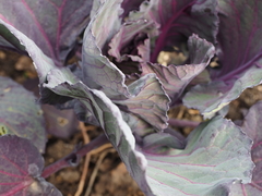 Brassica oleracea capitata