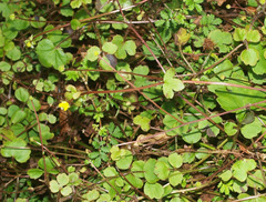Ranunculus membranifolius