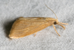 Diatraea evanescens