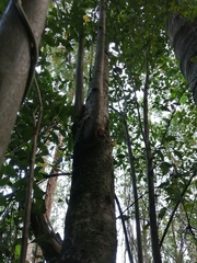 Laurelia sempervirens