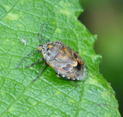Holcogaster fibulata