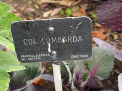 Brassica oleracea capitata