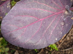 Brassica oleracea capitata