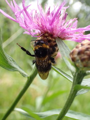 Bombus hortorum