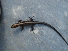 Pholidobolus vertebralis