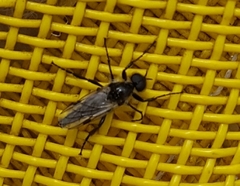 Bibio albipennis