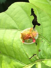 Aspidimorpha sanctaecrucis