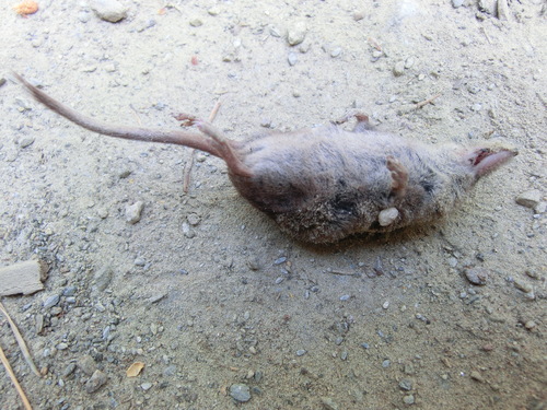 Iberian Shrew