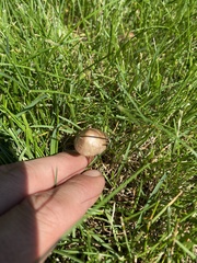 Panaeolus cinctulus