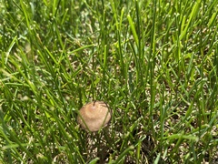Panaeolus cinctulus