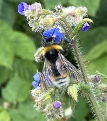 Bombus vestalis