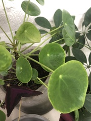 Pilea peperomioides