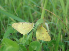 Colias poliographus