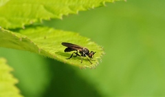 Eudioctria sackeni