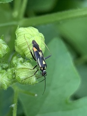 Grypocoris stysi